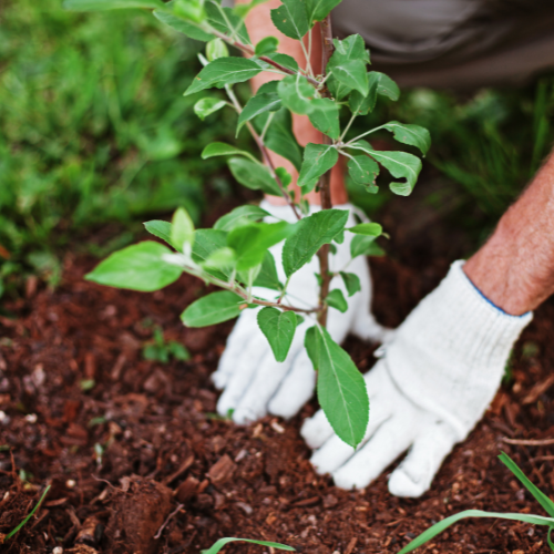 Landscaping Gardening Services