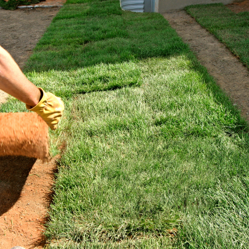 Sod Installation