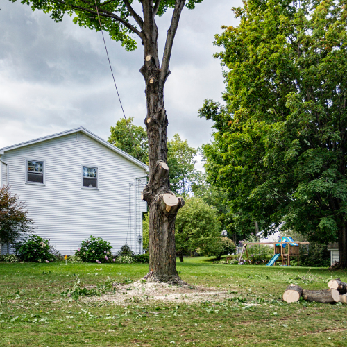 Tree Removal Service