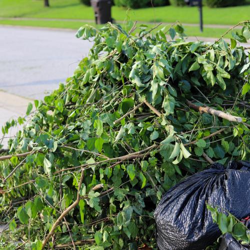 Tree Removal Service